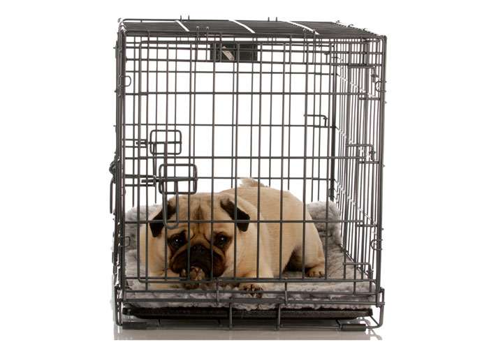 Мопс в клетке, фото фотография собаки