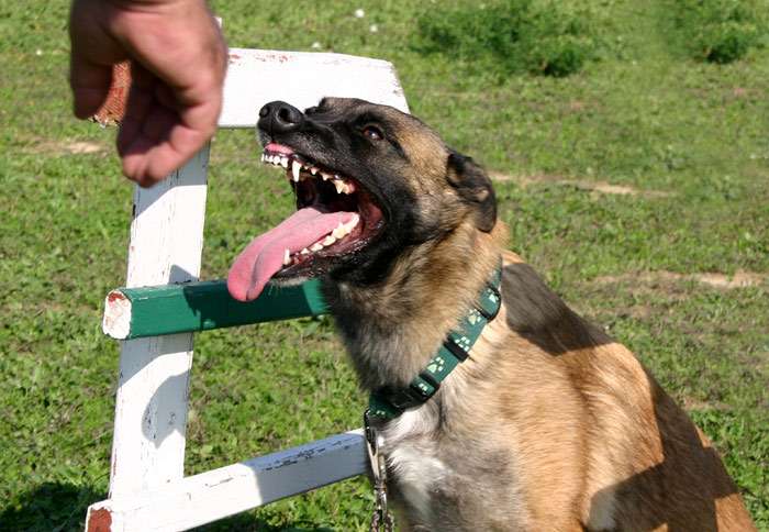 Агрессивная бельгийская овчарка, фото фотография собаки