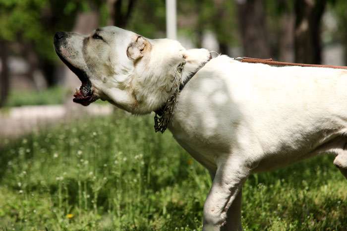 Агрессивная злая среднеазиатская овчарка, фото фотография собаки