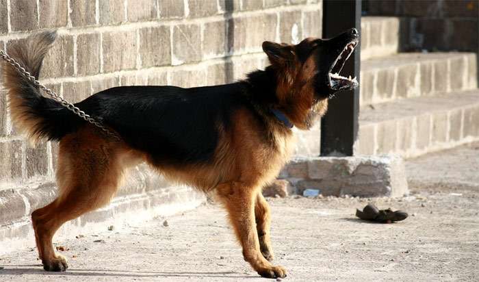 Немецкая овчарка на цепи, злая агрессивная собака, фото фотография собаки