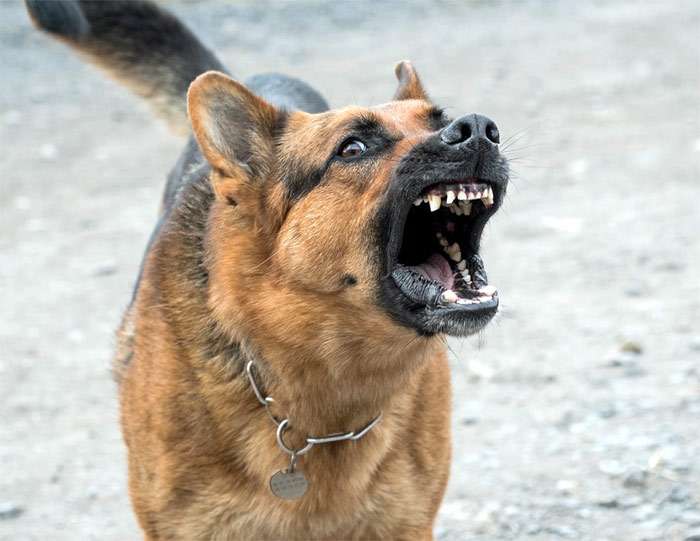 Агрессивная овчарка со стертыми клыками, фото фотография собаки