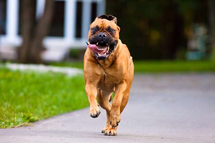 Немецкий боксер бежит навстречу хозяину, фото фотография собаки