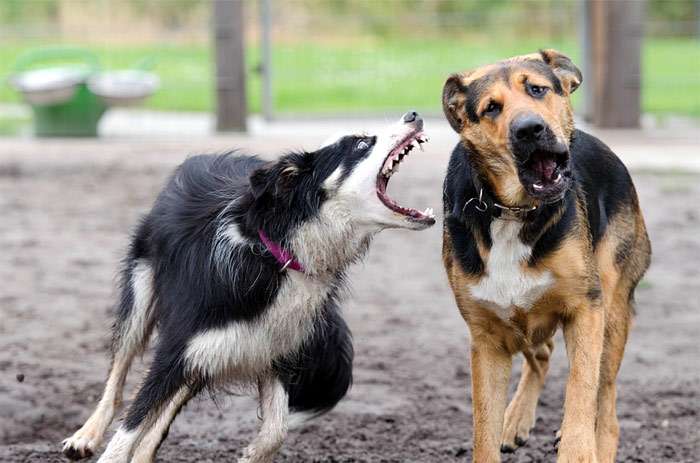 Агрессивные собаки, фото фотография собаки