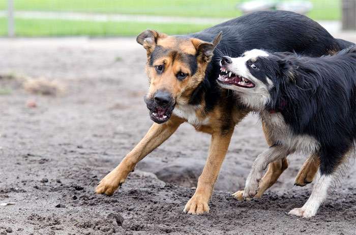 Одна собака пытается отобрать мяч у другой, фото фотография собаки