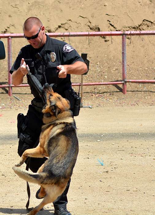 Дрессировка немецкой овчарки на защитную службу, собака скалит зубы, фото фотография собаки
