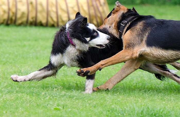 Одна собака кусает за холку другую, фото фотография собаки