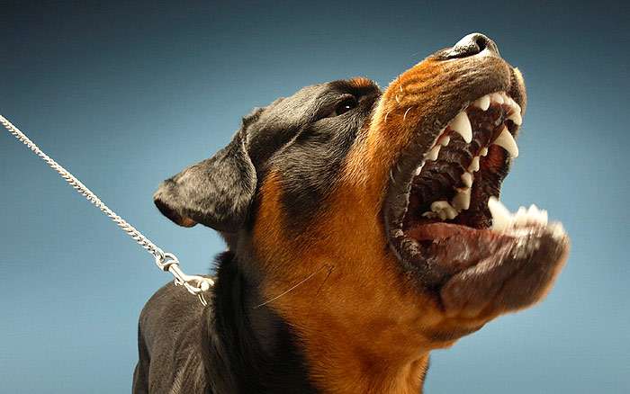 Агрессивный ротвейлер, фото фотография собаки
