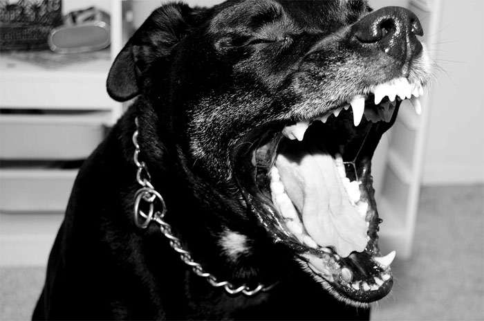 Черная собака показывает зубы, пасть собаки, фото фотография собаки