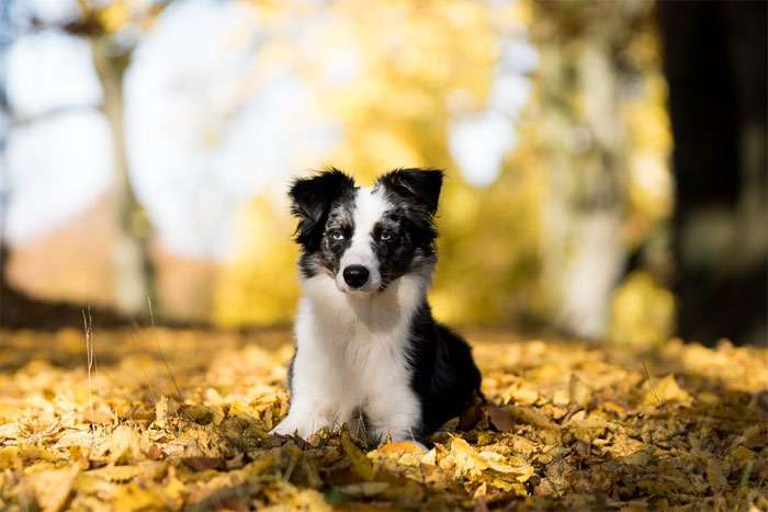Собака выполняет команду Лежать, осень опавшие сухие желтые листья, фото фотография собаки