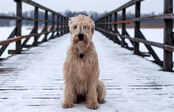 Собака сидит на деревянном мосту, фото фотография собаки