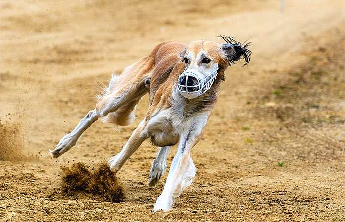Азавак в наморднике бежит за искусственным зайцем, фото фотография собаки