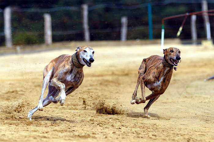 Курсинг, два грейхаунда на собачьих бегах, фотография фото собаки