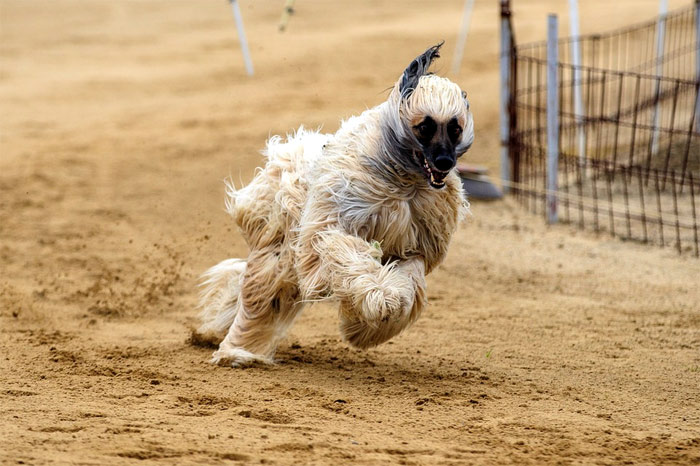 Афганская борзая на собачьих бегах, фотография фото собаки