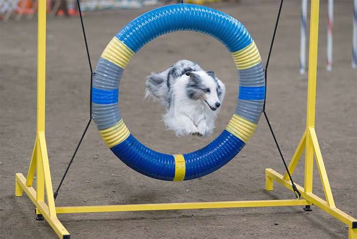 Австралийская овчарка перепрыгивает через барьер, фотография фото собаки