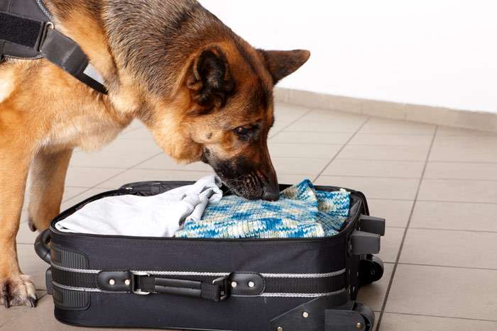 Немецкая овчарка обнюхивает вещи в чемодане, фото фотография собаки