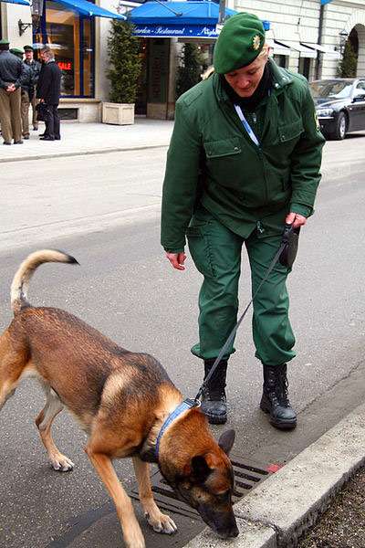 Полицейская собака (бельгийская овчарка) обнюхивает тротуар, фото фотография собаки