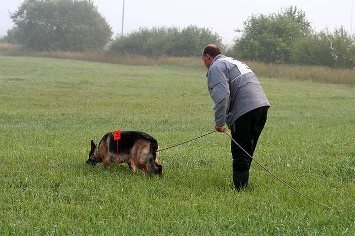 Немецкая овчарка идет по следу, фото фотография собаки