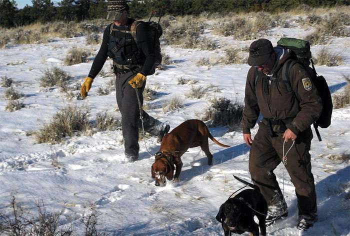 Охотничьи собаки выслеживают следы хищника на снегу, фото фотография собаки