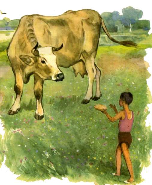 Корова Белянка, рисунок иллюстрация