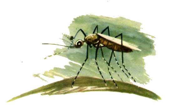 Комар, рисунок иллюстрация