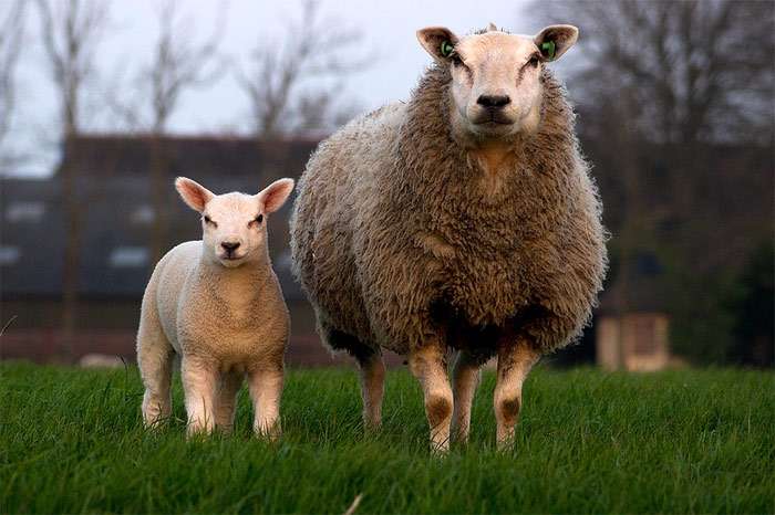 Овца и ягненок, фото фотография животные
