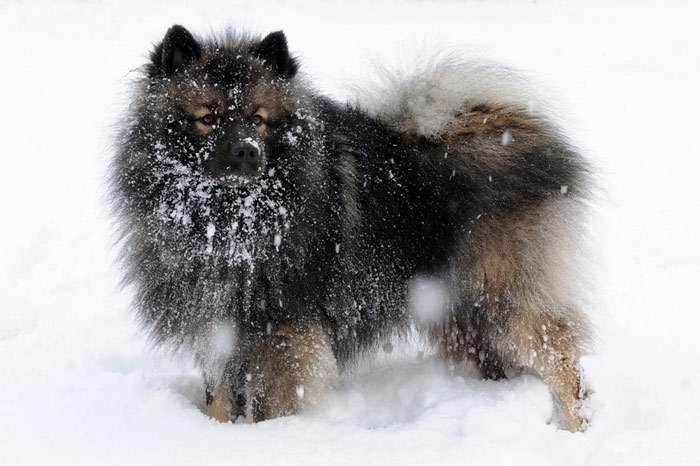 Кеесхонд на снегу, фото фотография собаки