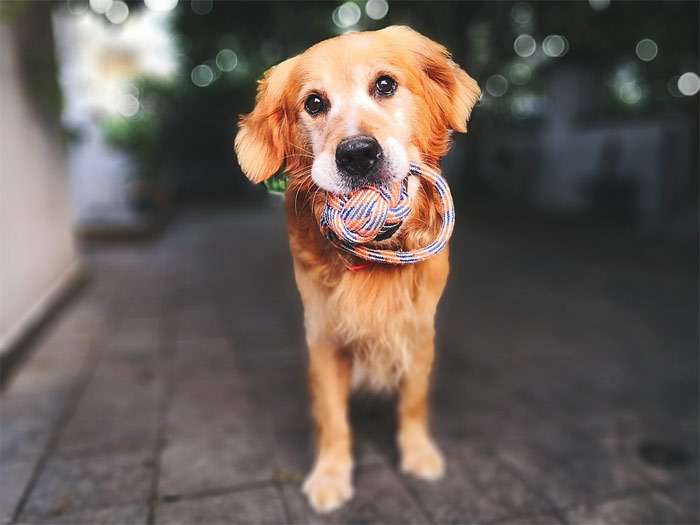 Забавная рыжая собака с игрушкой в зубах, фото фотография собаки