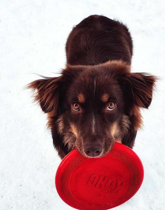 Коричневая собака держит в зубах красную летающую тарелку, фото фотография собаки