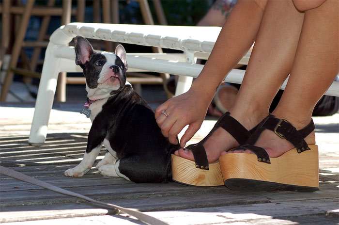 Щенок французского бульдога сидит около ног женщины, фото фотография собаки