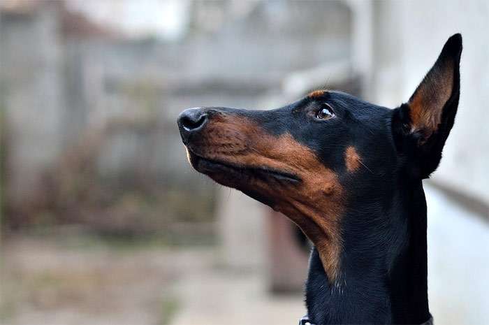 Голова добермана, фото фотография собаки