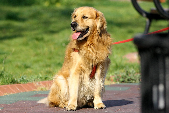 Золотистый ретривер, фото фотография собаки