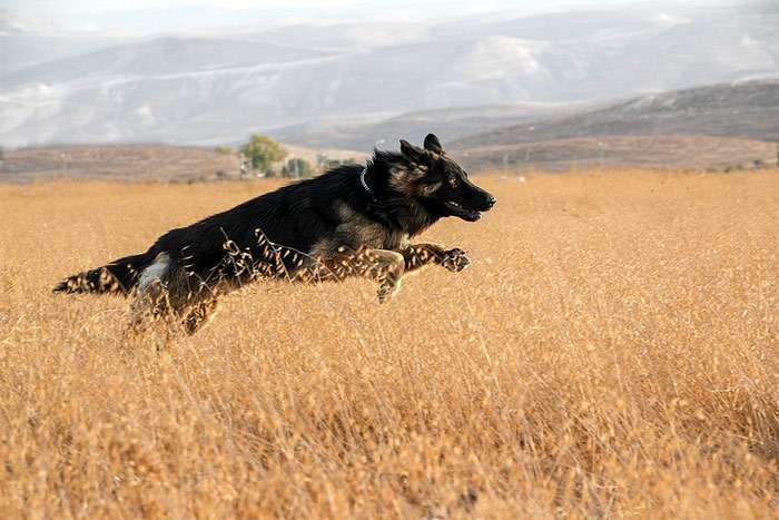 Немецкая овчарка бежит по полю с засохшей травой, фото фотография собаки