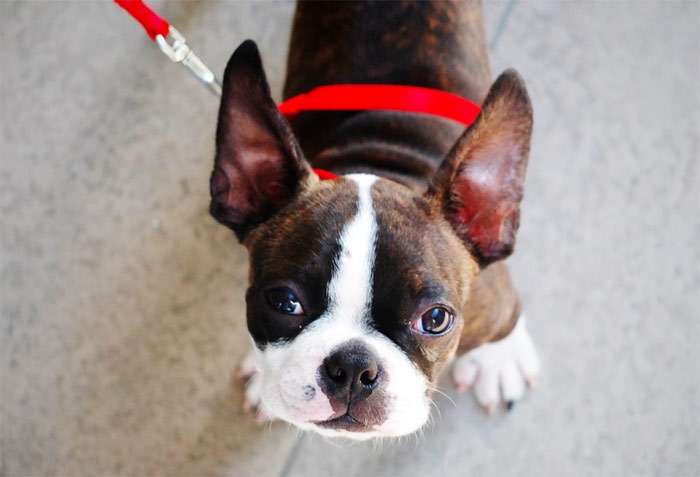 Щенок бостон-терьера, фото фотография собаки