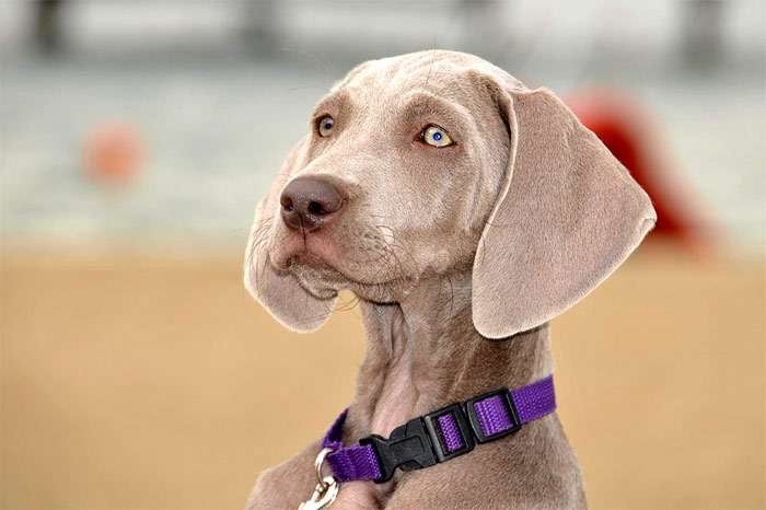 Щенок веймарской легавой веймаранера, фото фотография собаки