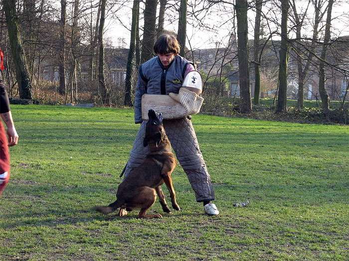 Бельгийская овчарка облаивает стоящего фигуранта, фото фотография собаки