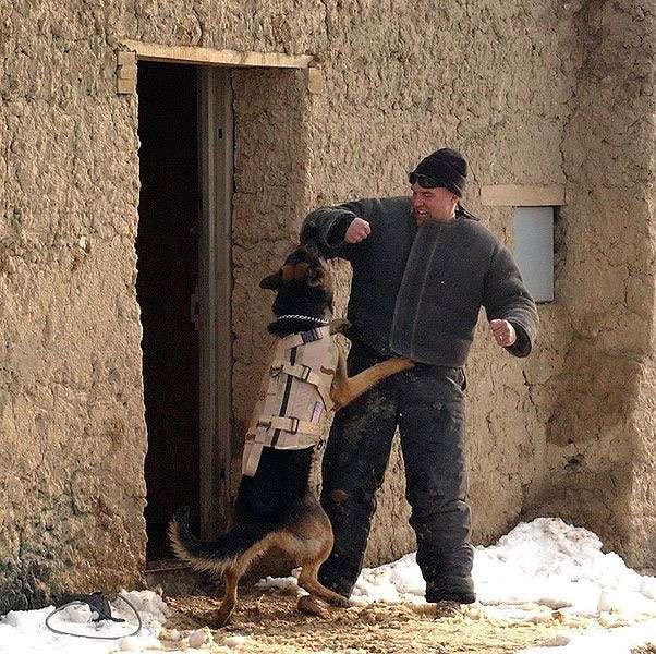 Немецкая овчарка схватила диверсанта, фото фотография собаки