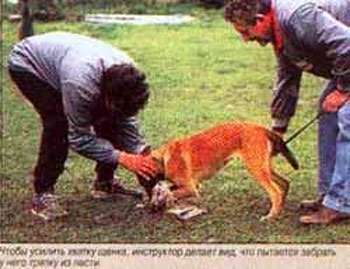 Чтобы усилить хватку щенка, инструктор делает вид, что пытается забрать у него тряпку из пасти, фото фотография