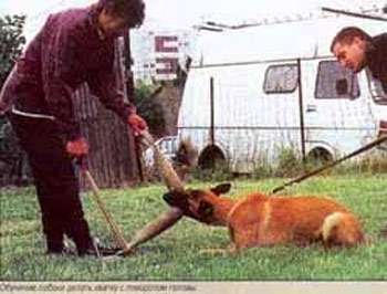 Обучение собаки делать хватку с поворотом головы, фото фотография