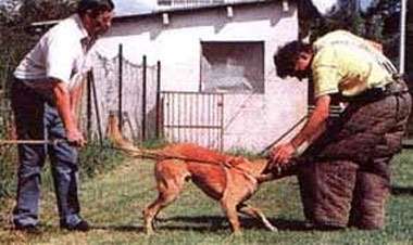 Собака прочно привязана к колышку. Инструктор прижимает рукой голову собаки, чтобы усилить и углубить хватку, фото фотография