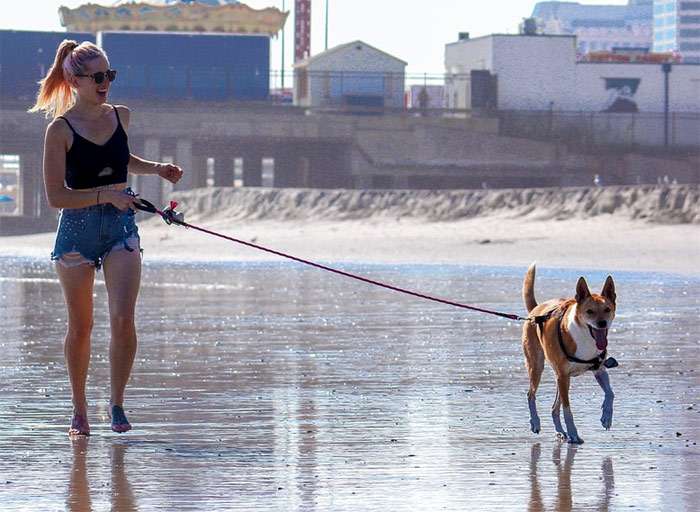 Собака на поводке бежит по берегу с хозяйкой, фото фотография собаки