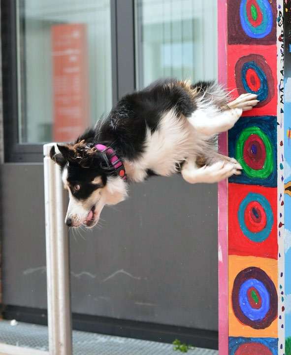 Бордер колли прыгает на стены, Показательные выступления по дрессировке собак, фото фотография собаки