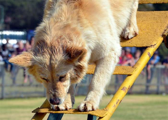 Собака спускается по железной лестнице, Показательные выступления по дрессировке собак, фото фотография собаки