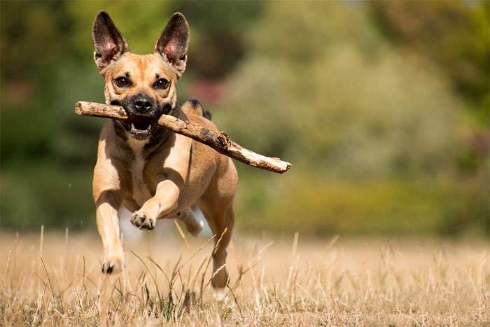 Маленькая собачка бежит с палкой в зубах, фото фотография дрессировка собак