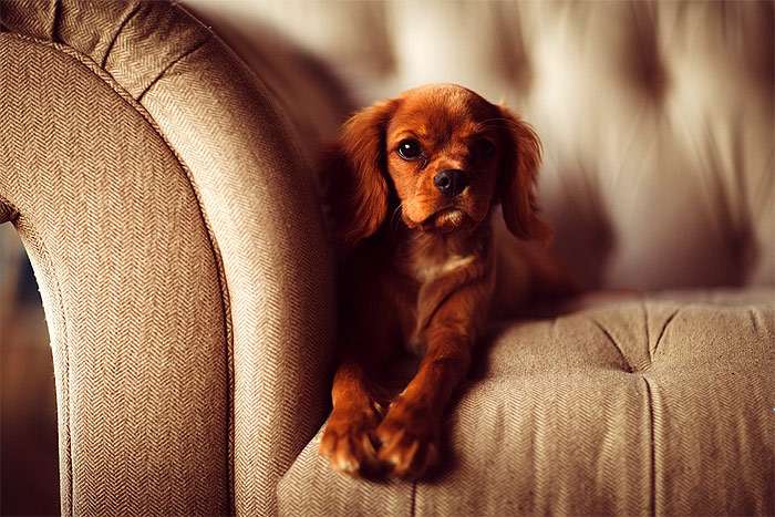 Рыжий спаниель лежит на диване, фото фотография собаки