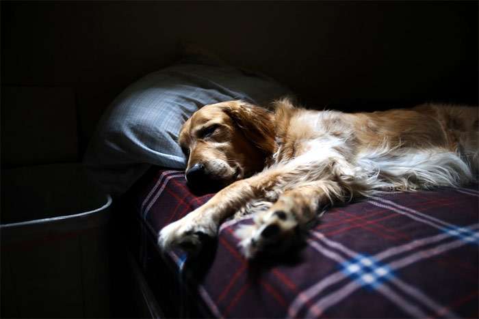 Золотистый ретривер спит на кровати хозяев, фото фотография собаки