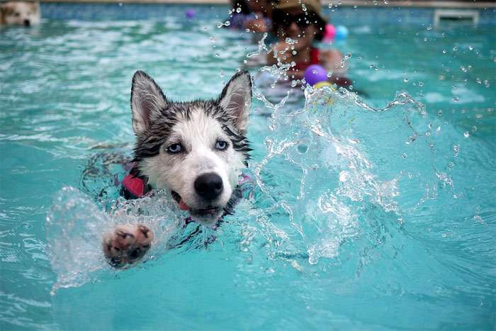 Хаски плавает в бассейне, фото фотография собаки