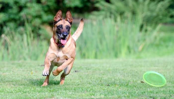 Малинуа бежит за летающей тарелкой, фото фотография собаки
