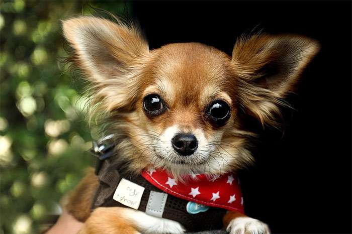 Забавный чихуахуа, фото фотография собаки
