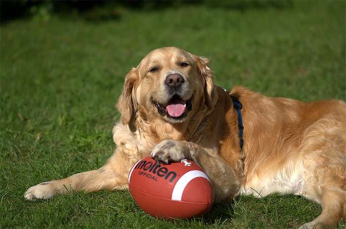 Золотистый ретривер и мяч для регби, фото фотография собаки