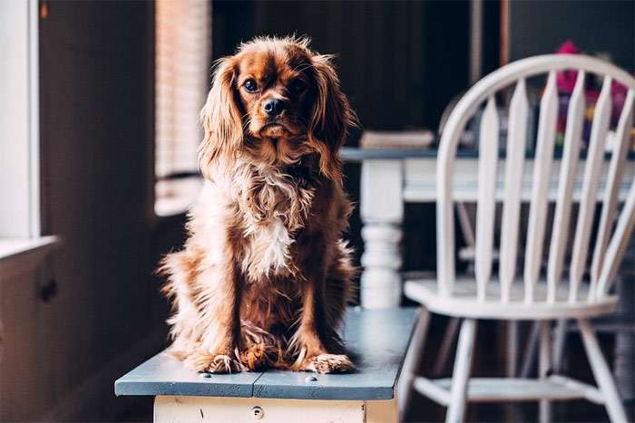Британский спаниель сидит на столе, фото фотография собаки